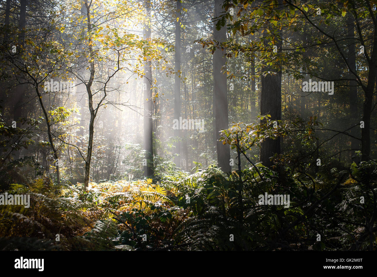 Autumn forest in the fog Stock Photo - Alamy