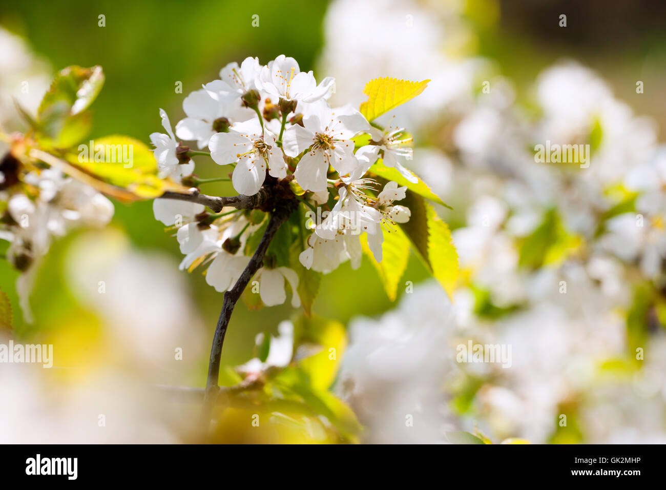 tree bloom blossom Stock Photo - Alamy