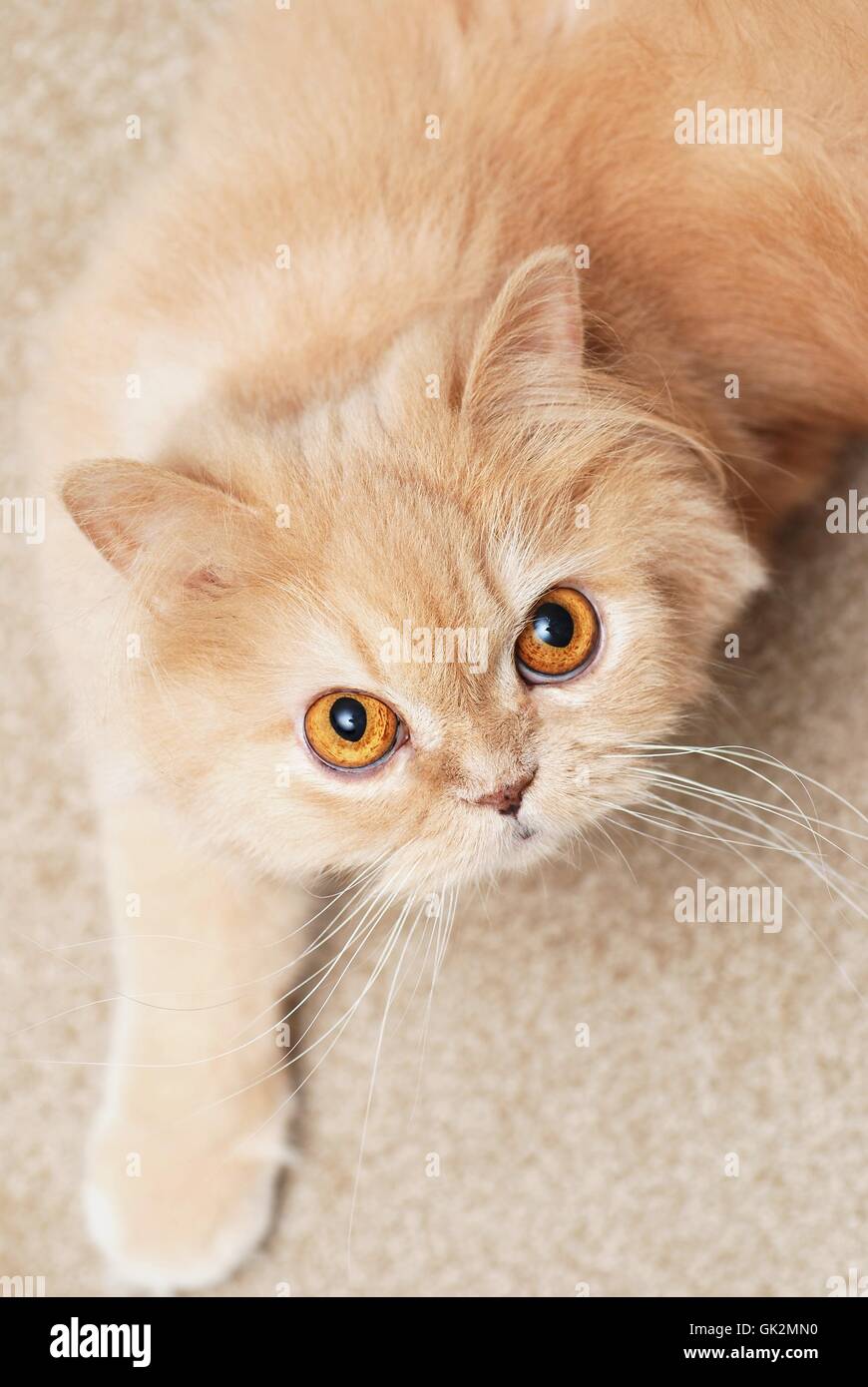 Cat peeking put of bag hires stock photography and images Alamy