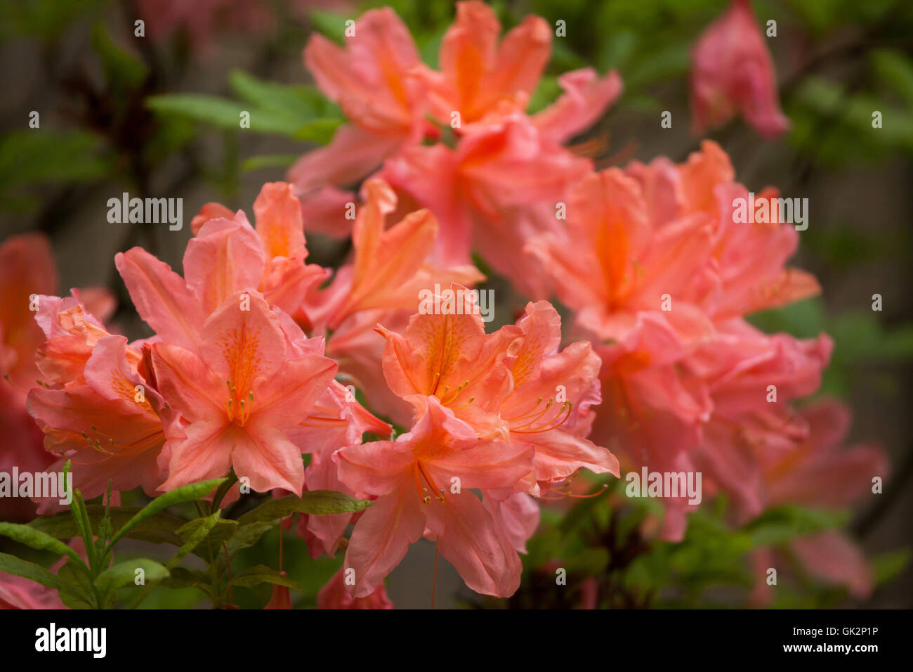 Flame azalea (Rhododendron calendulaceum). Flowering plant. Stock Photo