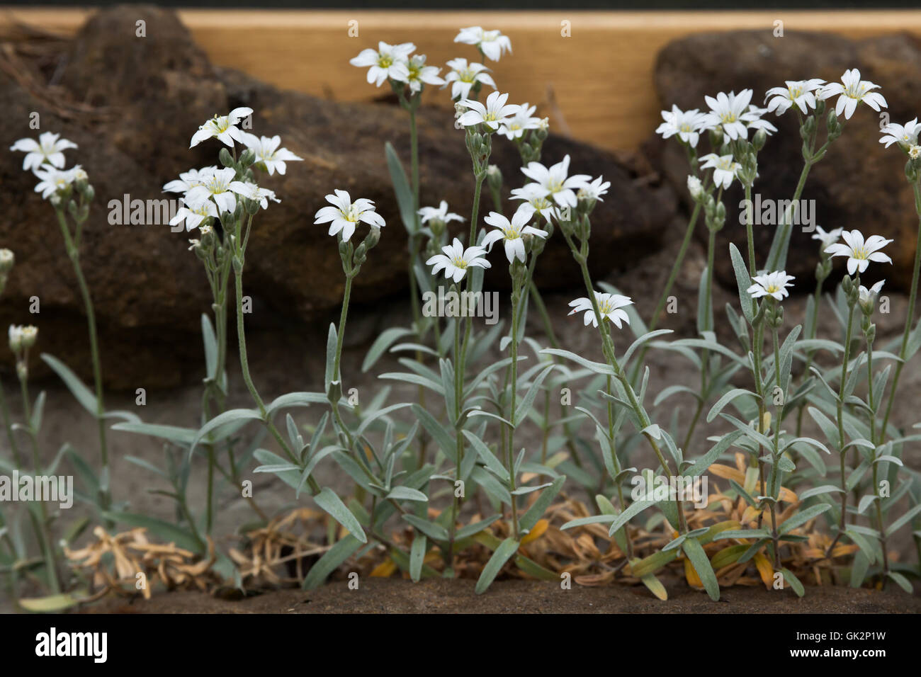 Snow-in-summer (Cerastium tomentosum). Flowering plant. Stock Photo