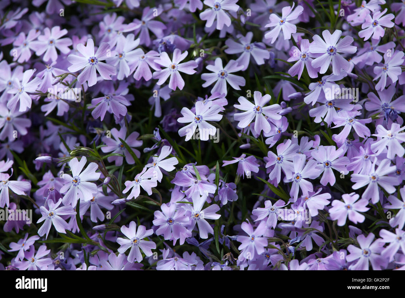 Creeping phlox (Phlox subulata), also known as the moss phlox. Flowering plant. Stock Photo