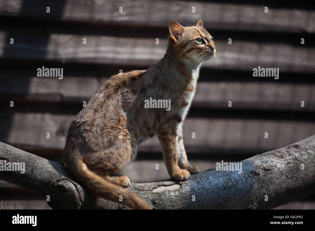 Rusty-spotted cat (Prionailurus rubiginosus phillipsi) at Ostrava Zoo in North Moravia, Czech Republic. Stock Photo