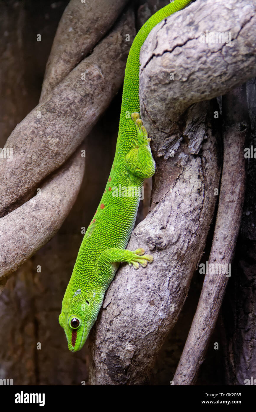 great madagascar day gecko (phelsuma grandis) Stock Photo