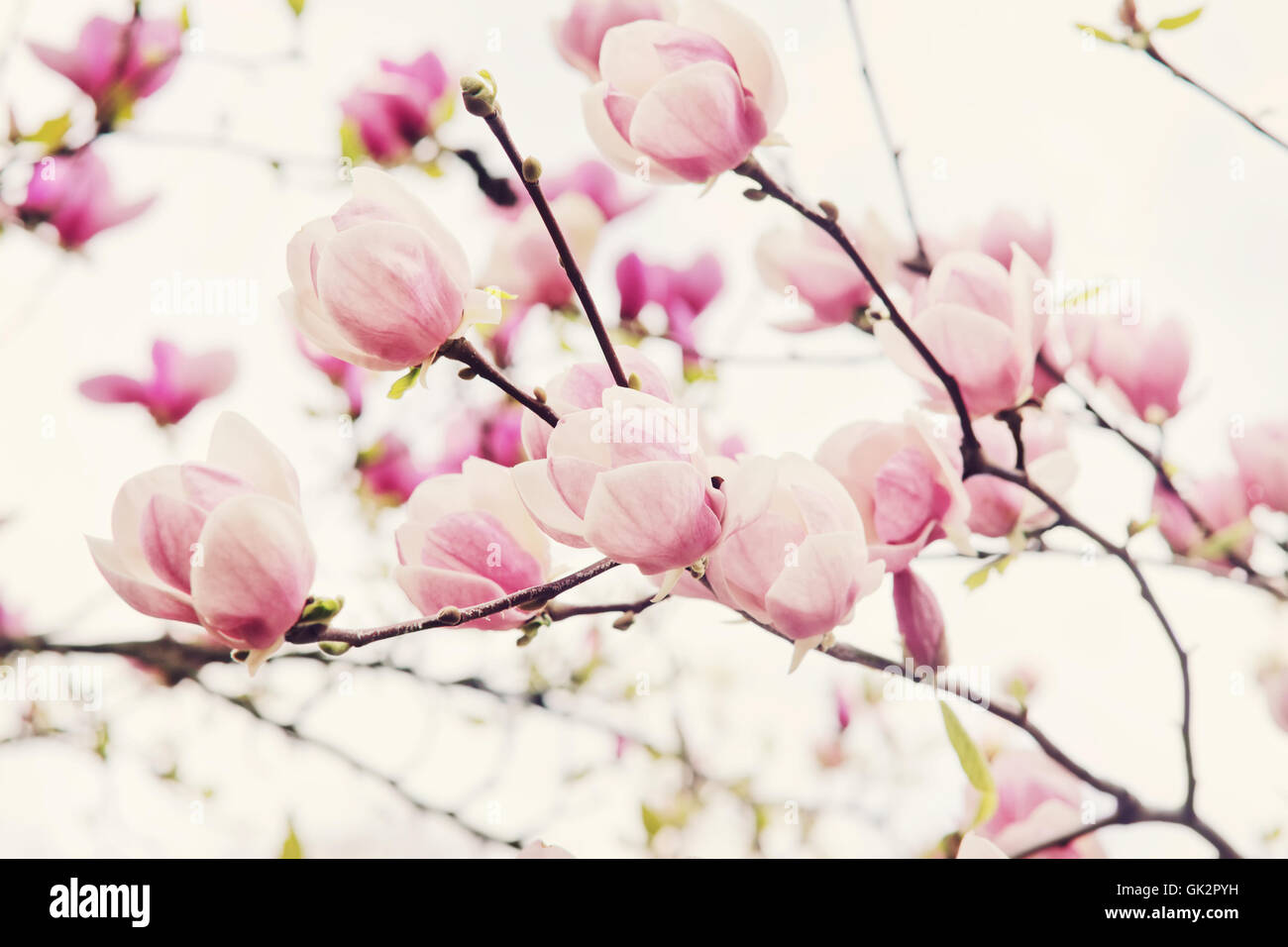 Flowers of magnolia tree over blue sky in springtime Stock Photo - Alamy