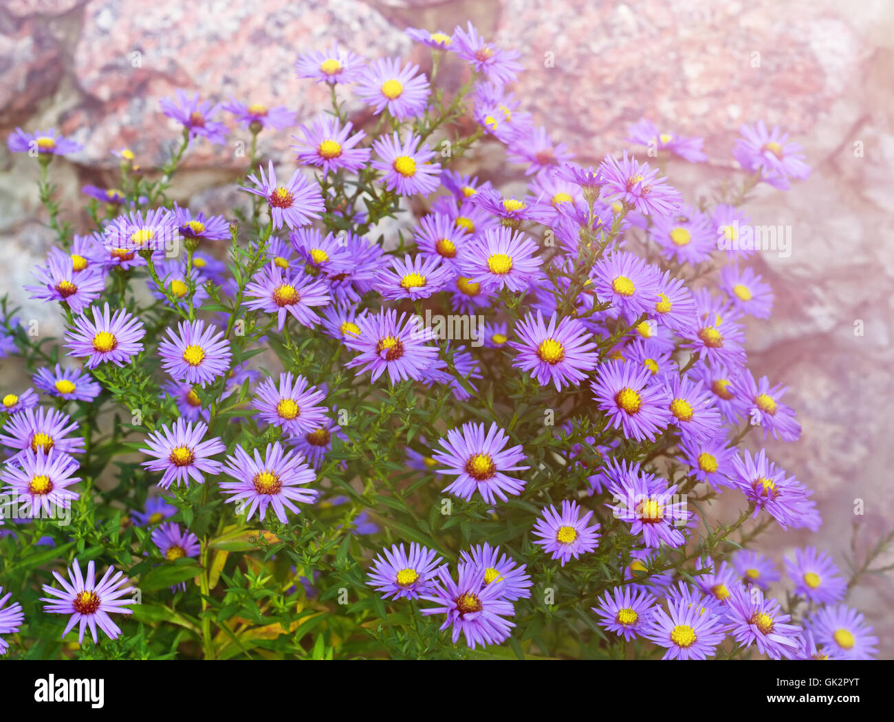 Michaelmas daisies (Aster novi-belgii or Symphyotrichum novi-belgii), also known as New York asters) Stock Photo
