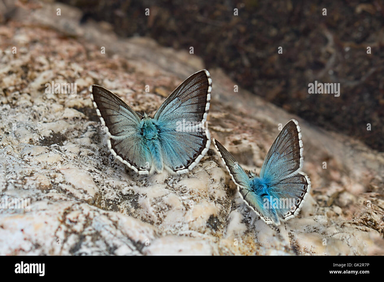 Pair of Chalkhill blue (Polyommatus coridon) butterfly Stock Photo
