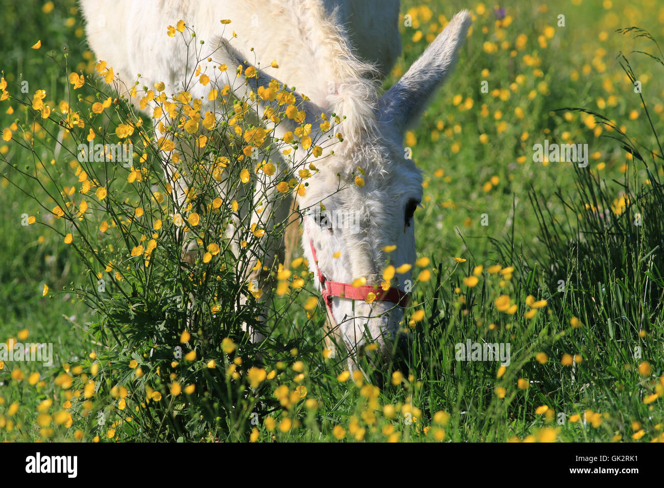 White donkey hires stock photography and images Alamy