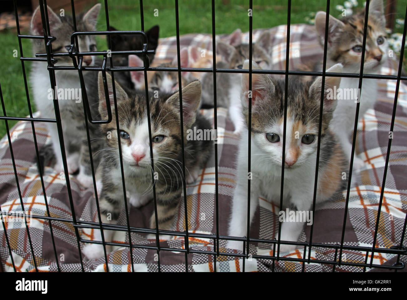 kittens in einerm cage Stock Photo