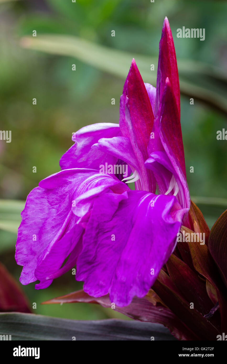 Richly coloured twin flowers of the hardy ginger, Roscoea purpurea 'Royal Purple' group Stock Photo