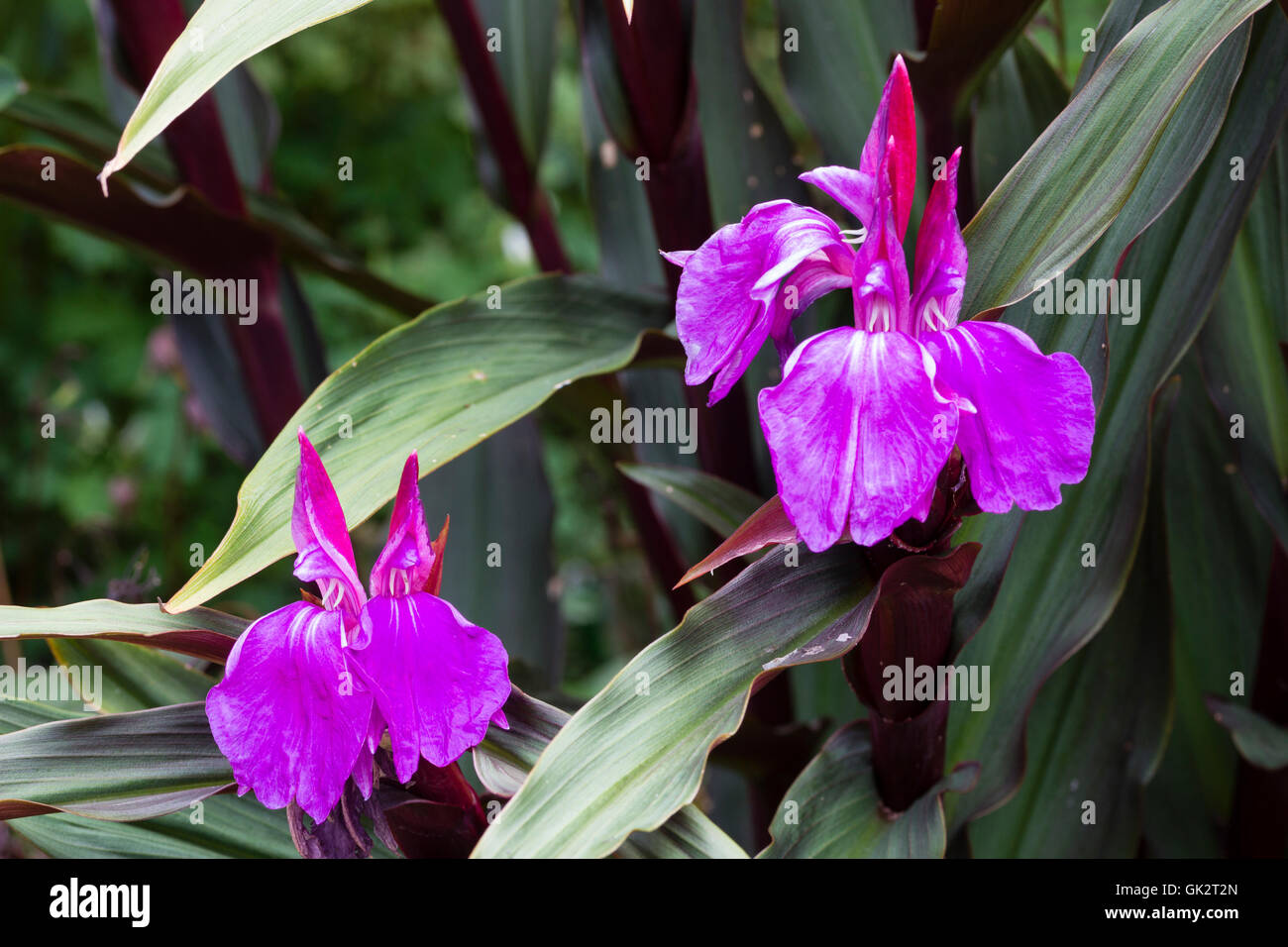 Richly coloured twin flowers of the hardy ginger, Roscoea purpurea 'Royal Purple' group Stock Photo