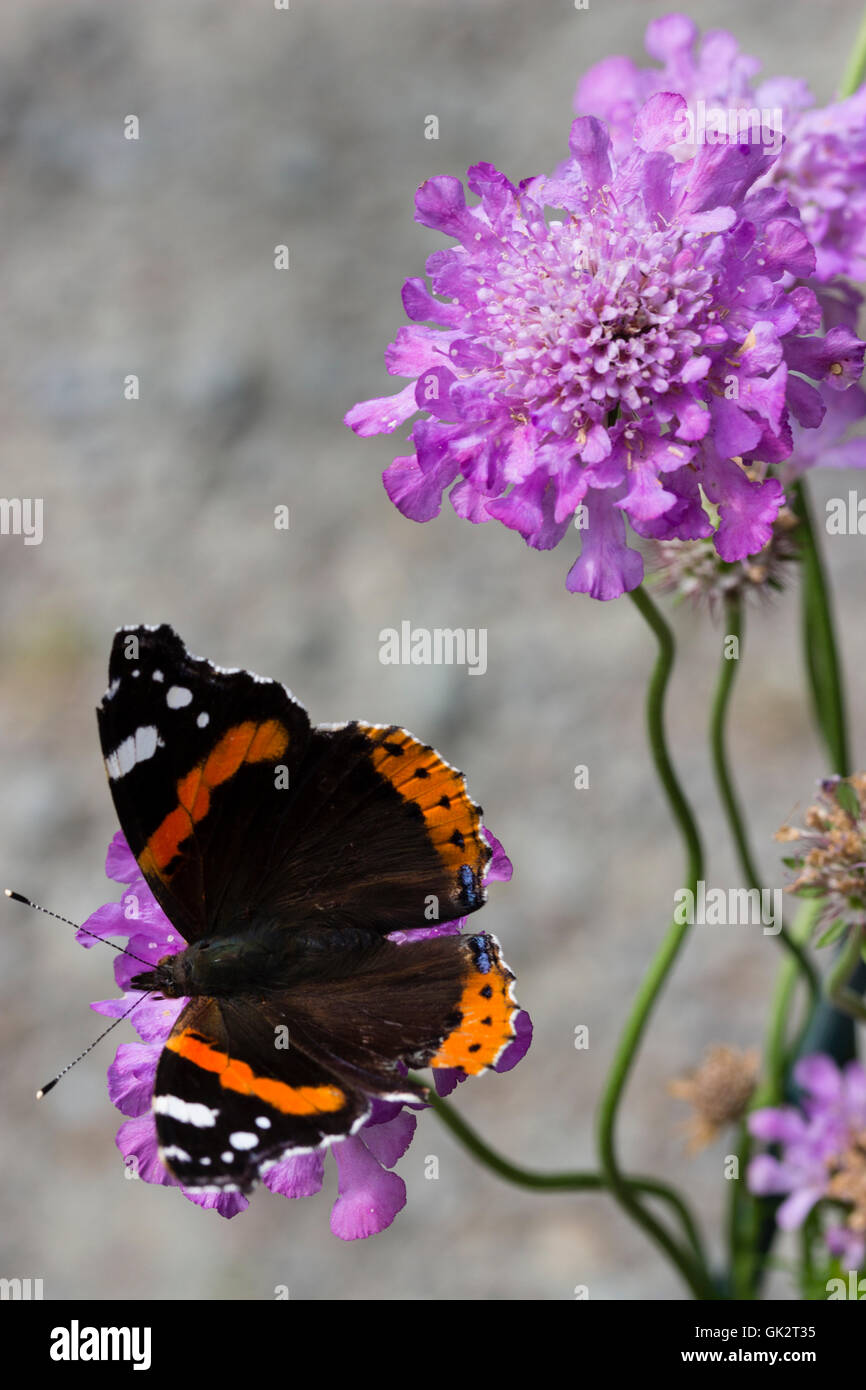 Red Admiral butterfly, Vanessa atalanta feeding on flower of the compact scabious, Scabiosa caucasica 'Vivid Violet' Stock Photo