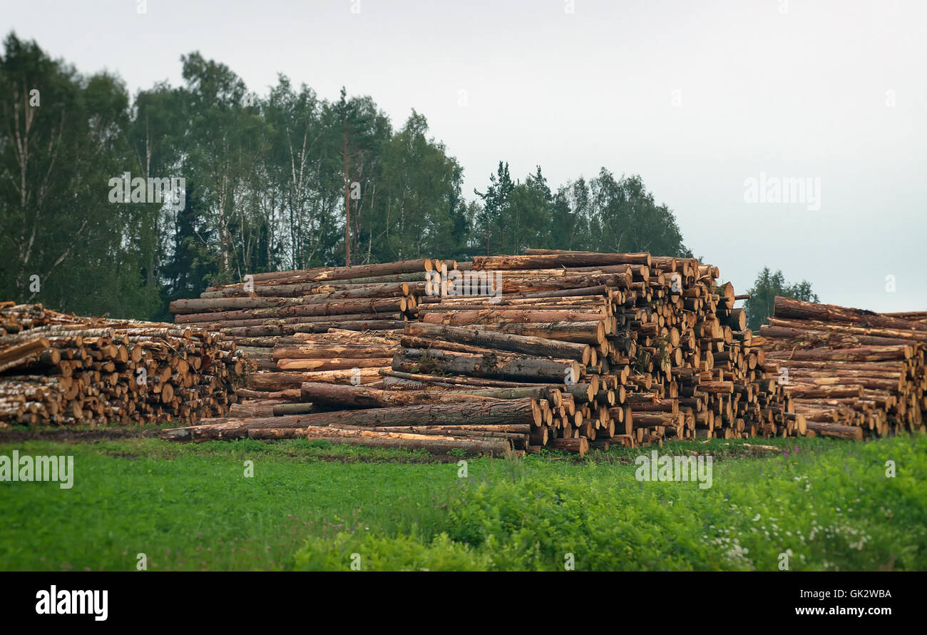 Lumbercamp. Wooden logs in the forest Stock Photo Alamy