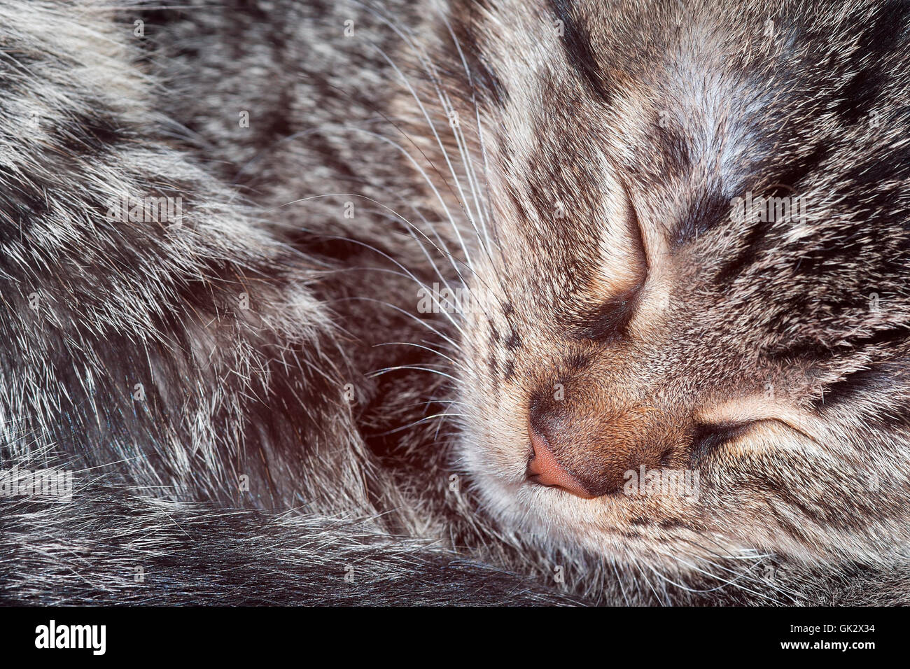 detail sleep sleeping Stock Photo - Alamy