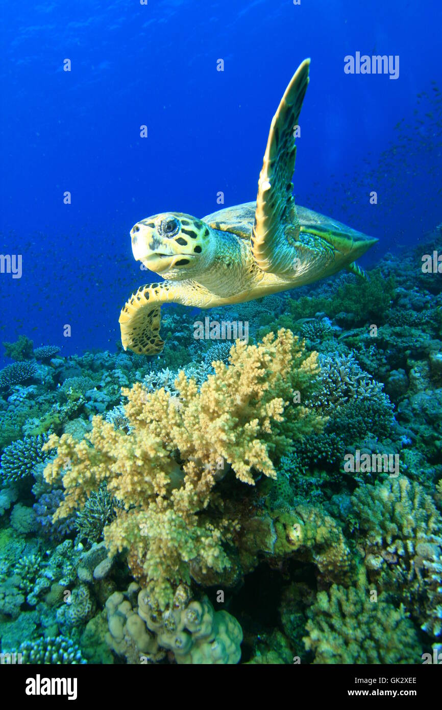 reptile underwater reef Stock Photo Alamy