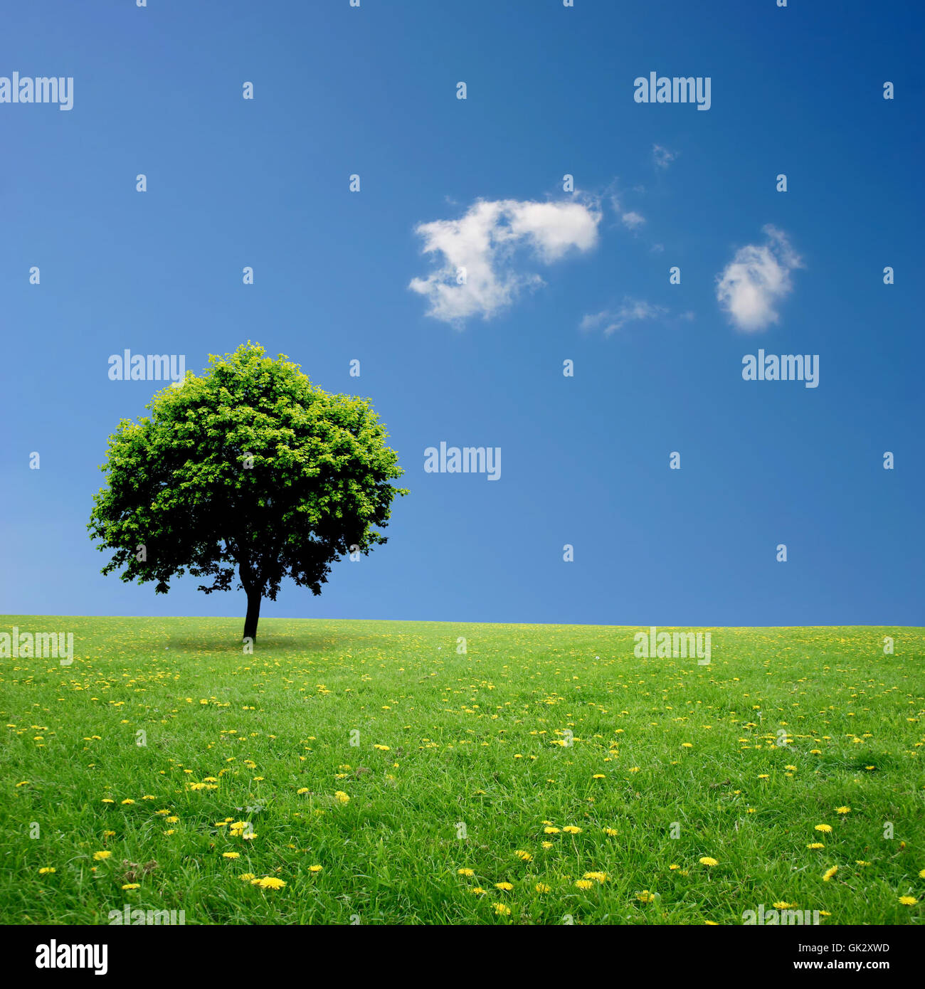 tree landscape scenery Stock Photo