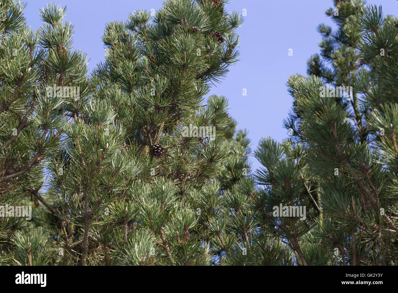 Hakenkiefer, Haken-Kiefer, Spirke, Aufrechte Bergkiefer, Berg-Spirke, Bergspirke, Pinus uncinata, Pinus mugo uncinata, Pinus mug Stock Photo