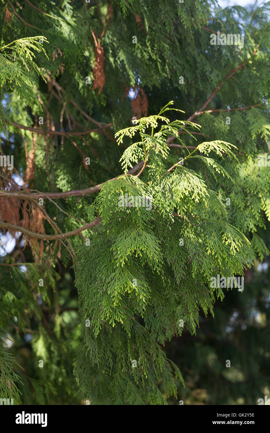 Japanischer Lebensbaum, Japan-Lebensbaum, Thuja standishii, Japanese Thuja, nezuko, kurobe, Le thuya du Japon Stock Photo