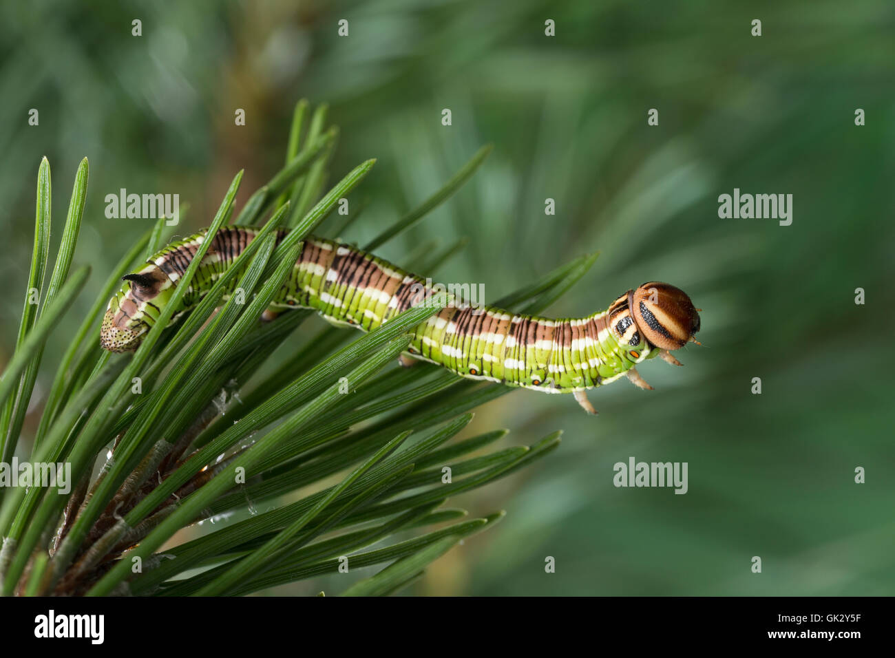 Kiefernschwärmer, Raupe frisst an Kiefer, Kiefern-Schwärmer, Tannenpfeil, Hyloicus pinastri, Sphinx pinastri, pine hawkmoth, pin Stock Photo