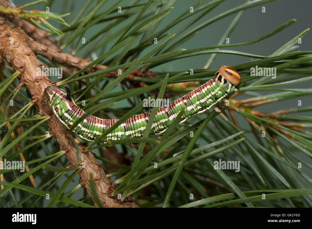 Kiefernschwärmer, Raupe frisst an Kiefer, Kiefern-Schwärmer, Tannenpfeil, Hyloicus pinastri, Sphinx pinastri, pine hawkmoth, pin Stock Photo