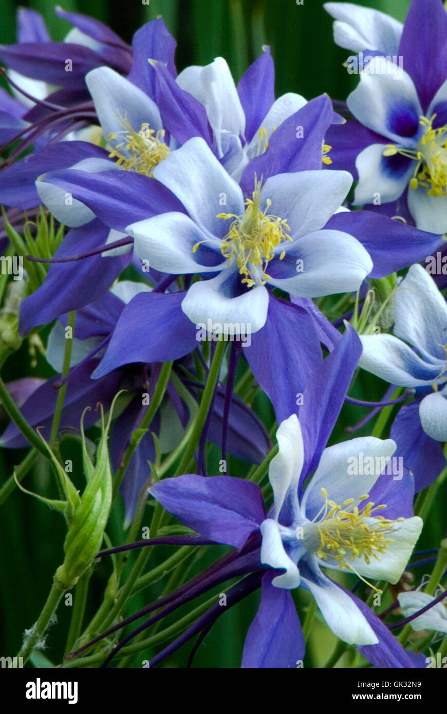 Aquilegia, Columbine, blue and White, Colorado State Flower Stock Photo