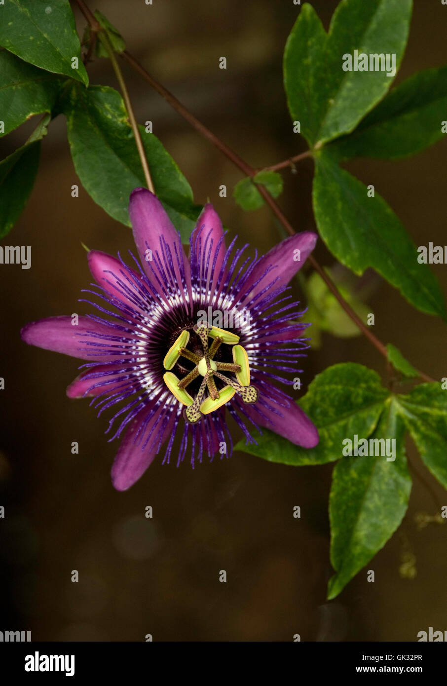 Passiflora  , passion flower, purple Stock Photo