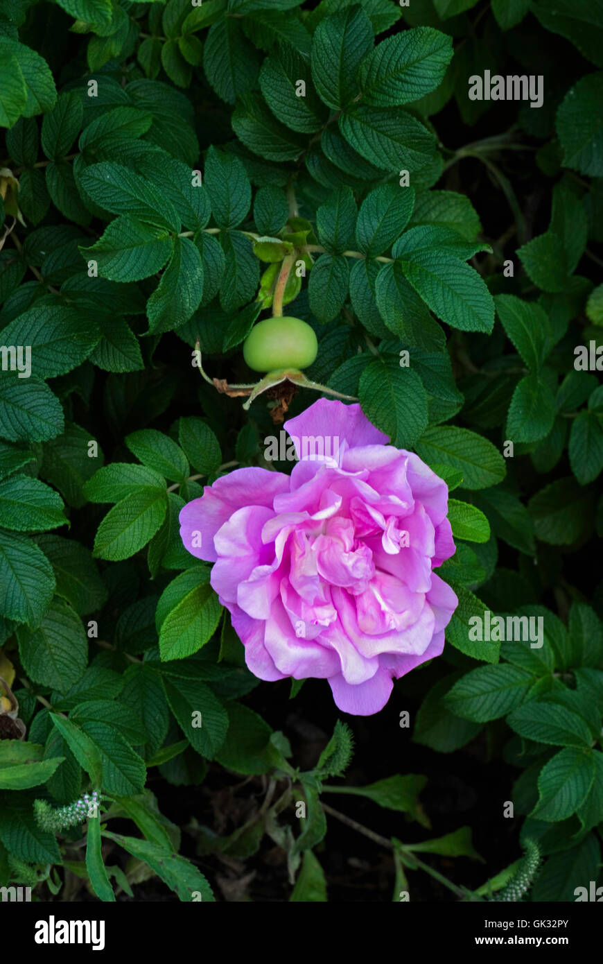 Rosa  BELLE POLTEVINE, rugosa rose, Stock Photo