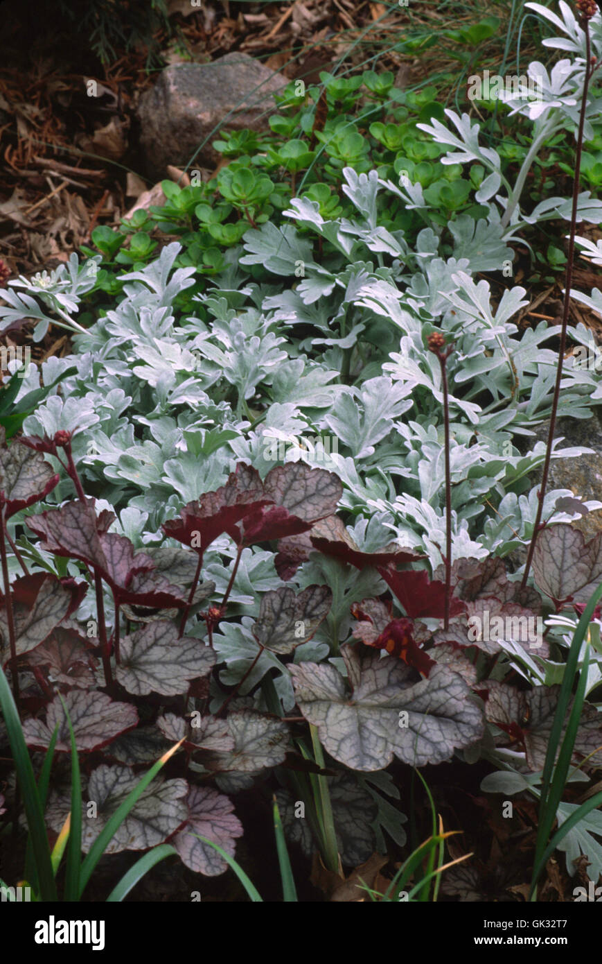 Heuchera Purple Palace and Cineraria  Dusty Miller Stock Photo