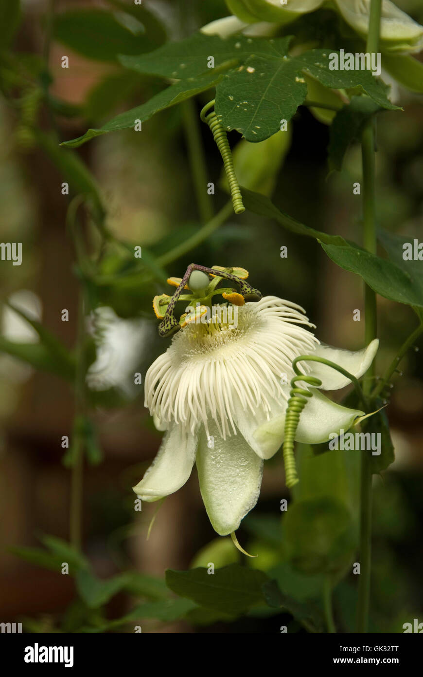 Passiflora  ,White , passion flower, Stock Photo