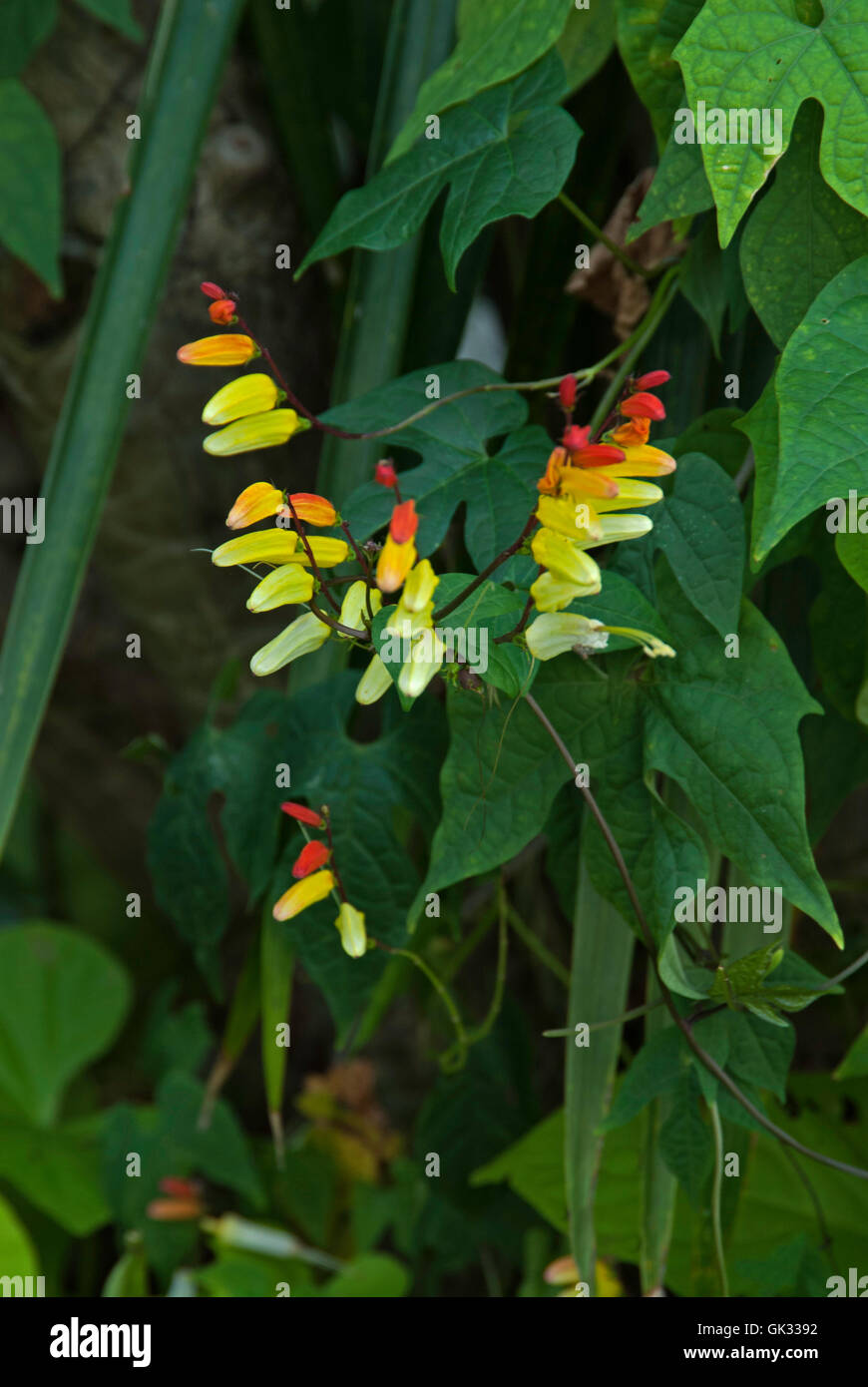 Mina or Ipomoea lobata Stock Photo