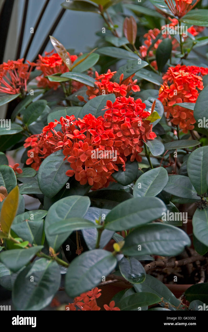 Ixora hi-res stock photography and images - Alamy