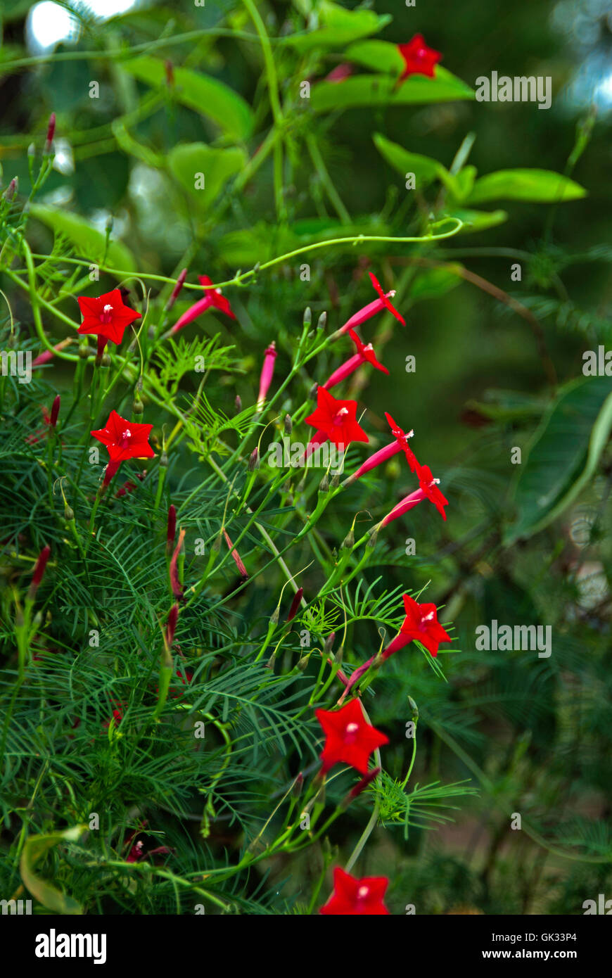 Cardinal climber,Ipomoea multifida Stock Photo Alamy