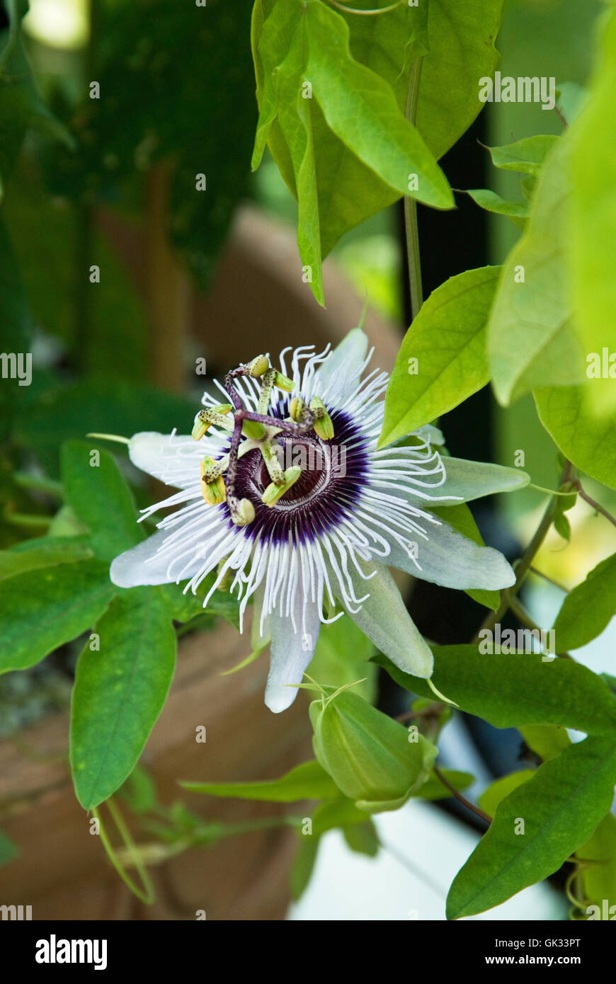 Passiflora, White , Passion flower Stock Photo Alamy