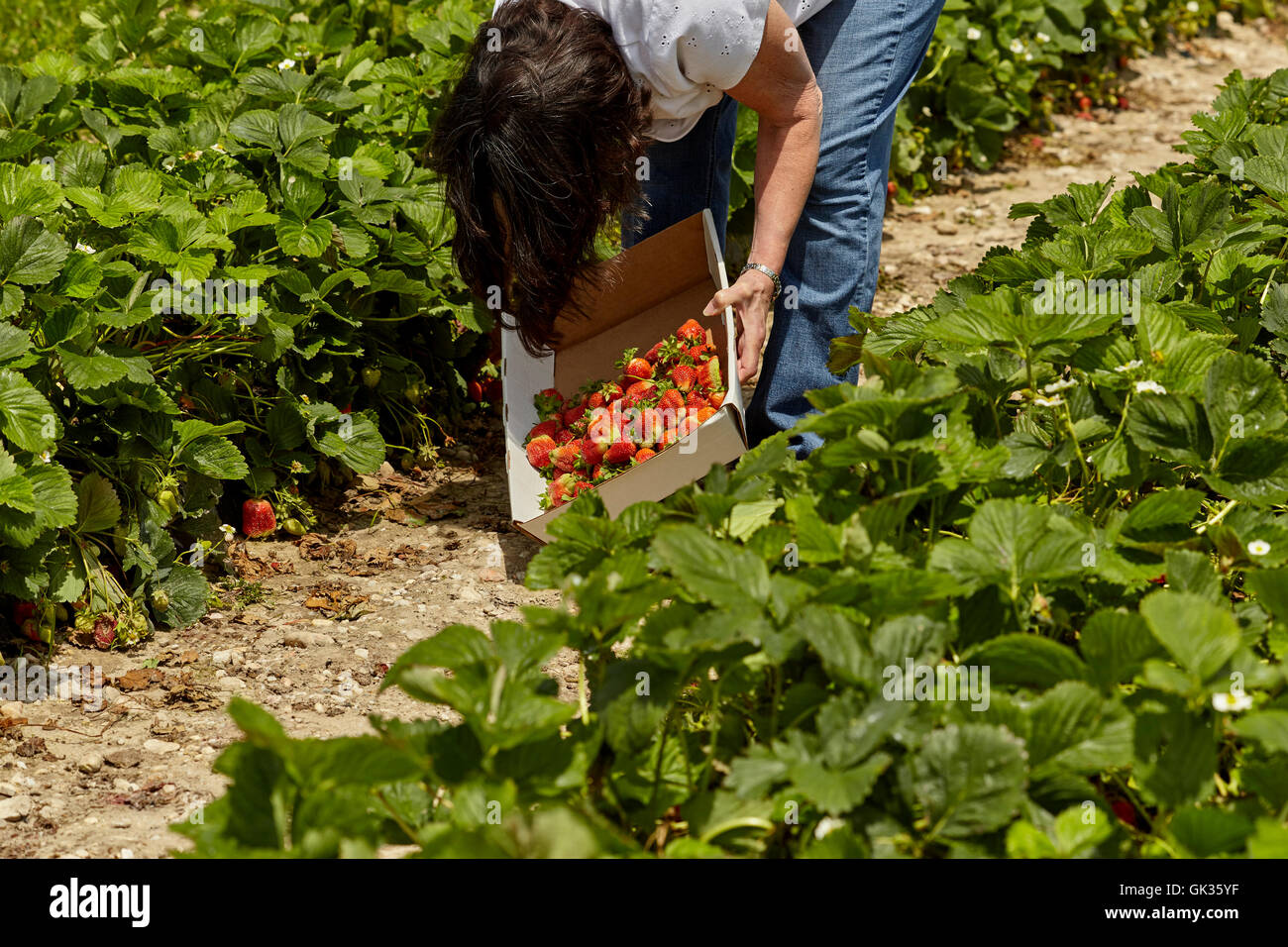 Senior woman picking strawberries in a strawberry field Stock Photo - Alamy