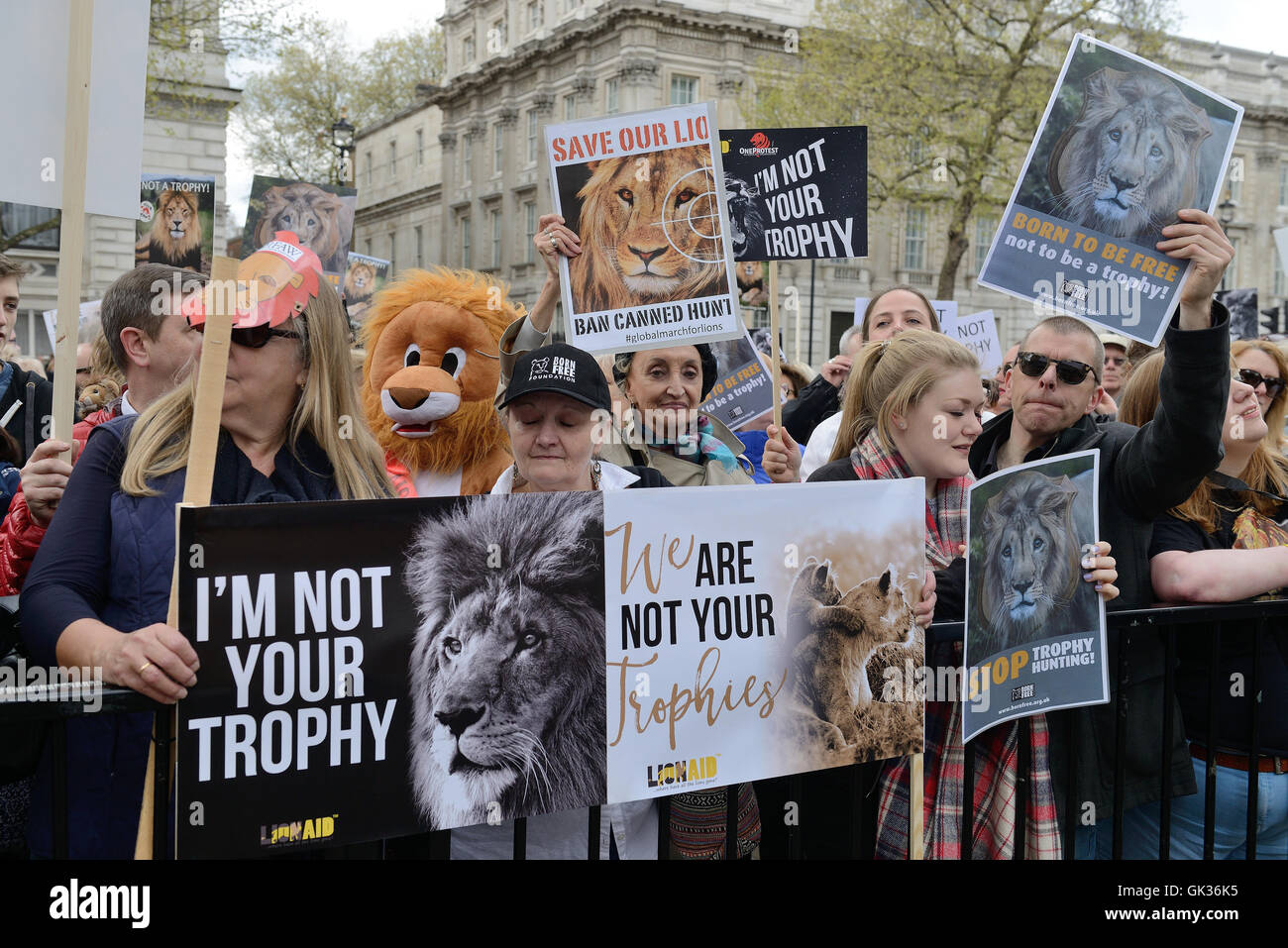 Actors James Cosmo and Virginia McKenna join animal charity campaigners at Downing Street calling for action to ban lion trophy hunting and an end to lion trophy imports into the UK  Featuring: Protestors Where: London, United Kingdom When: 30 Apr 2016 Stock Photo