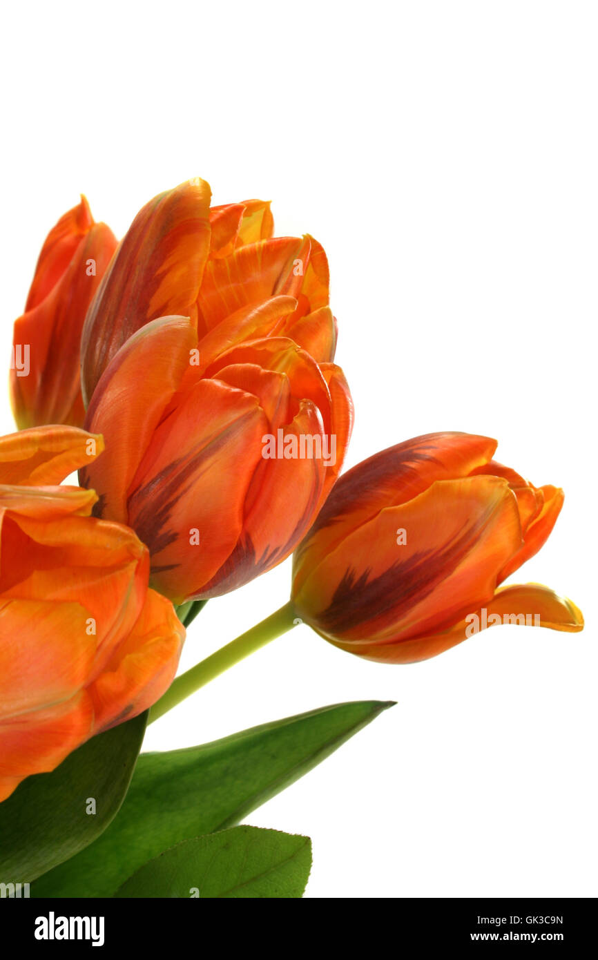 tulpenstrauss Stock Photo