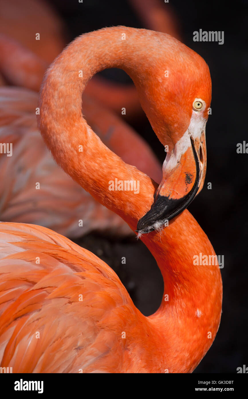 Caribbean flamingo (Phoenicopterus ruber), also known as the American flamingo. Wildlife animal. Stock Photo