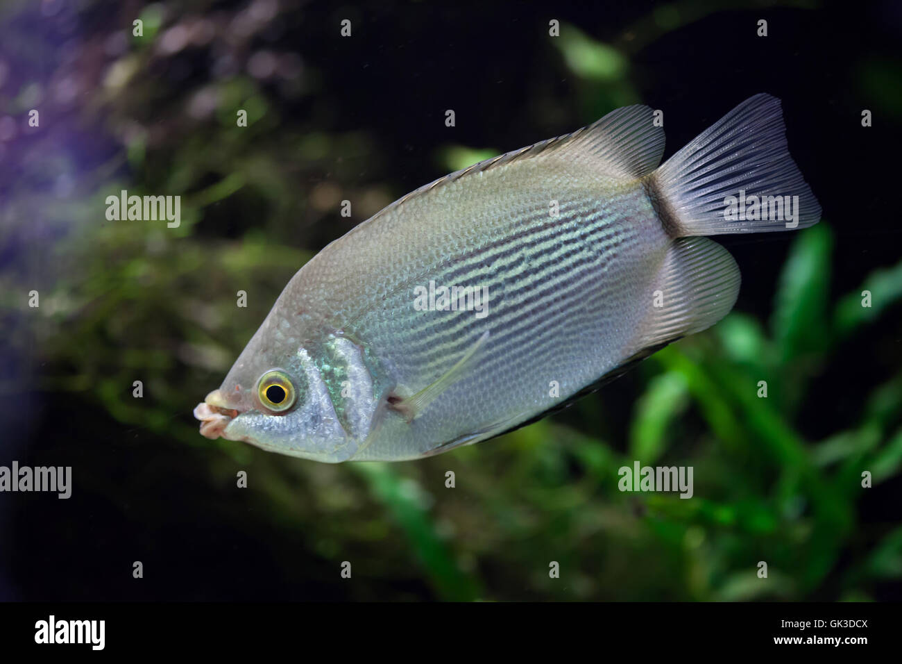 Kissing gourami (Helostoma temminckii), also known as the kissing fish. Wildlife animal. Stock Photo
