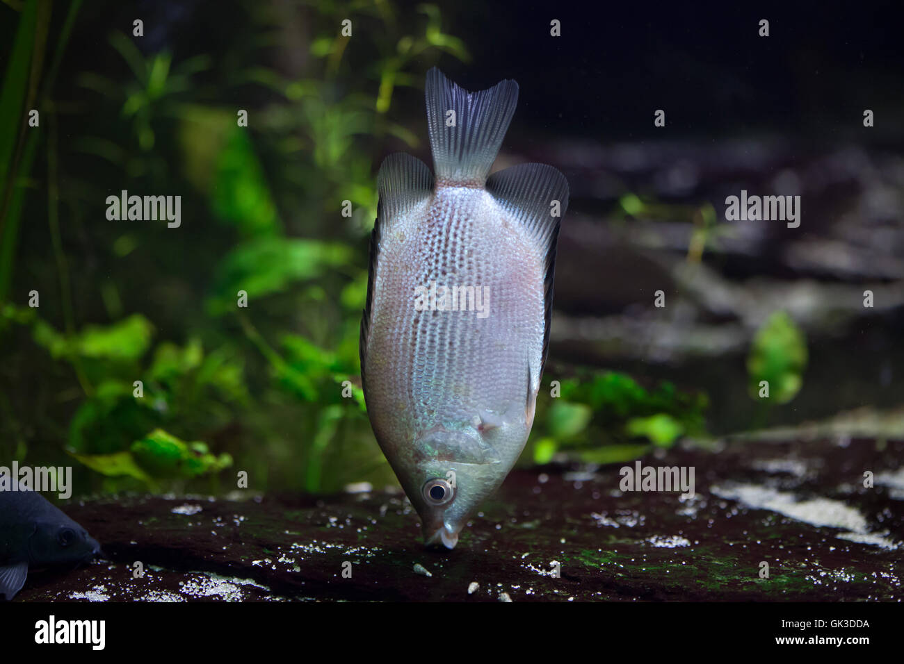 Kissing gourami (Helostoma temminckii), also known as the kissing fish. Wildlife animal. Stock Photo