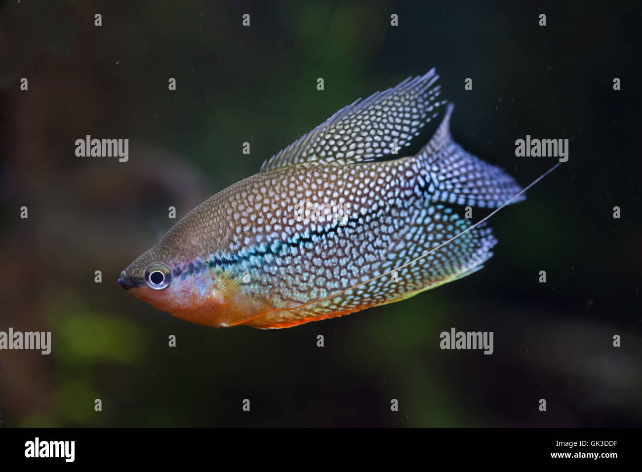 Pearl gourami (Trichopodus leerii), also known as the mosaic gourami. Wildlife animal. Stock Photo