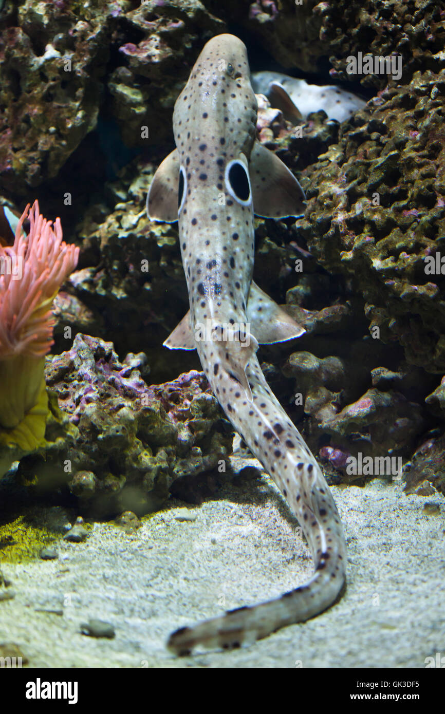 Epaulette shark (Hemiscyllium ocellatum). Wildlife animal. Stock Photo