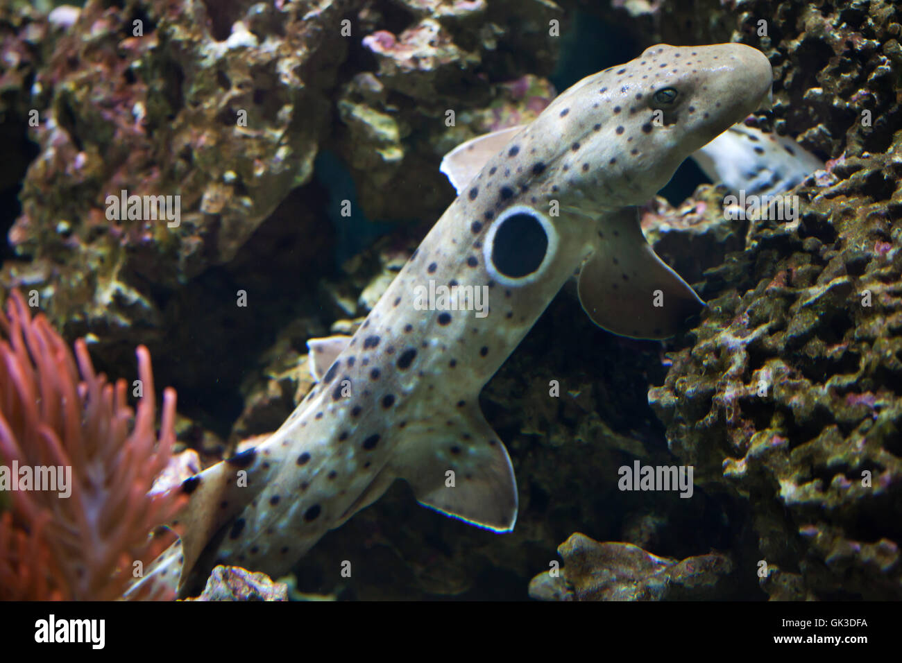 Epaulette shark (Hemiscyllium ocellatum). Wildlife animal. Stock Photo