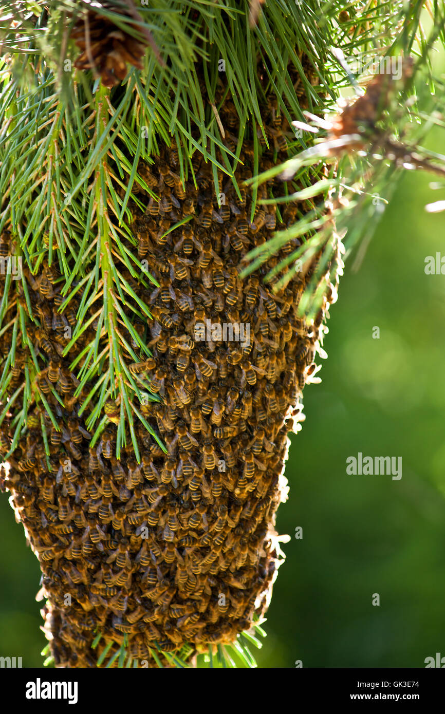 Hive stock photo alamy