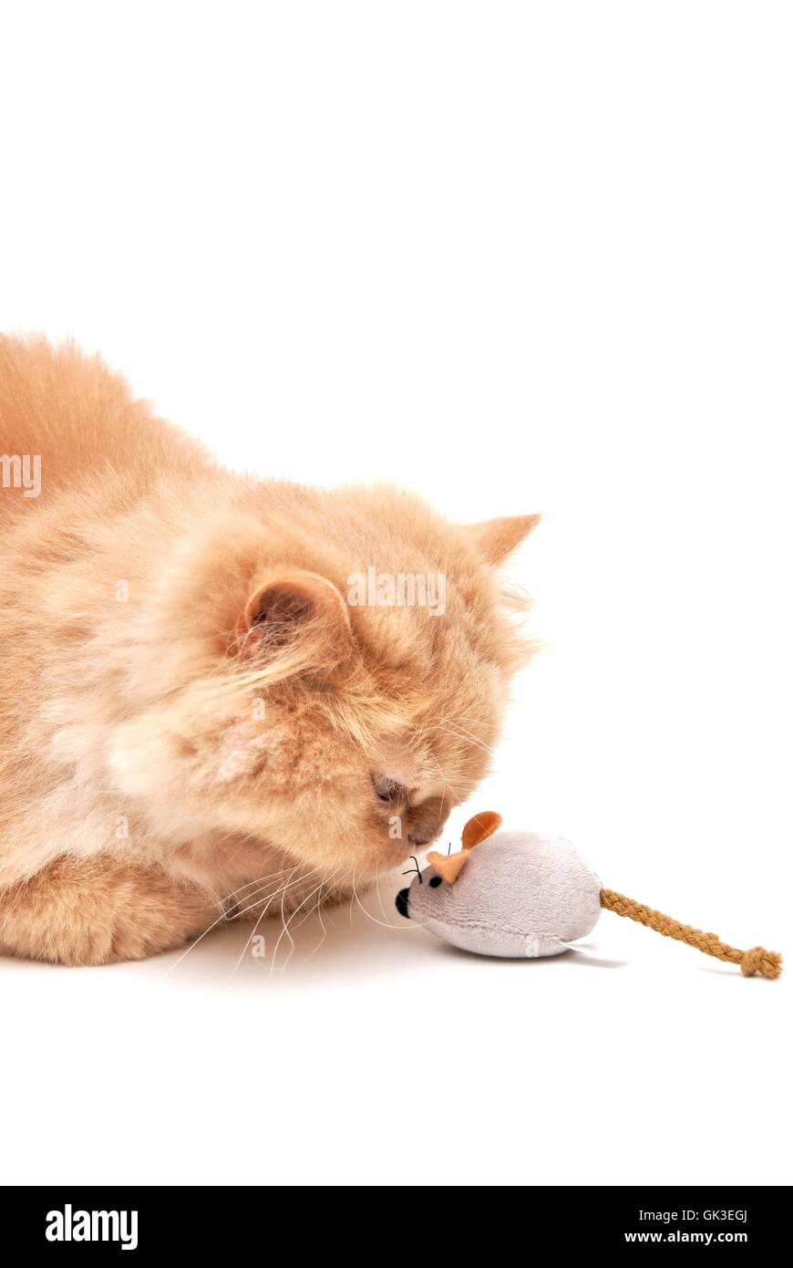 Cub playing with mouse hi-res stock photography and images - Alamy
