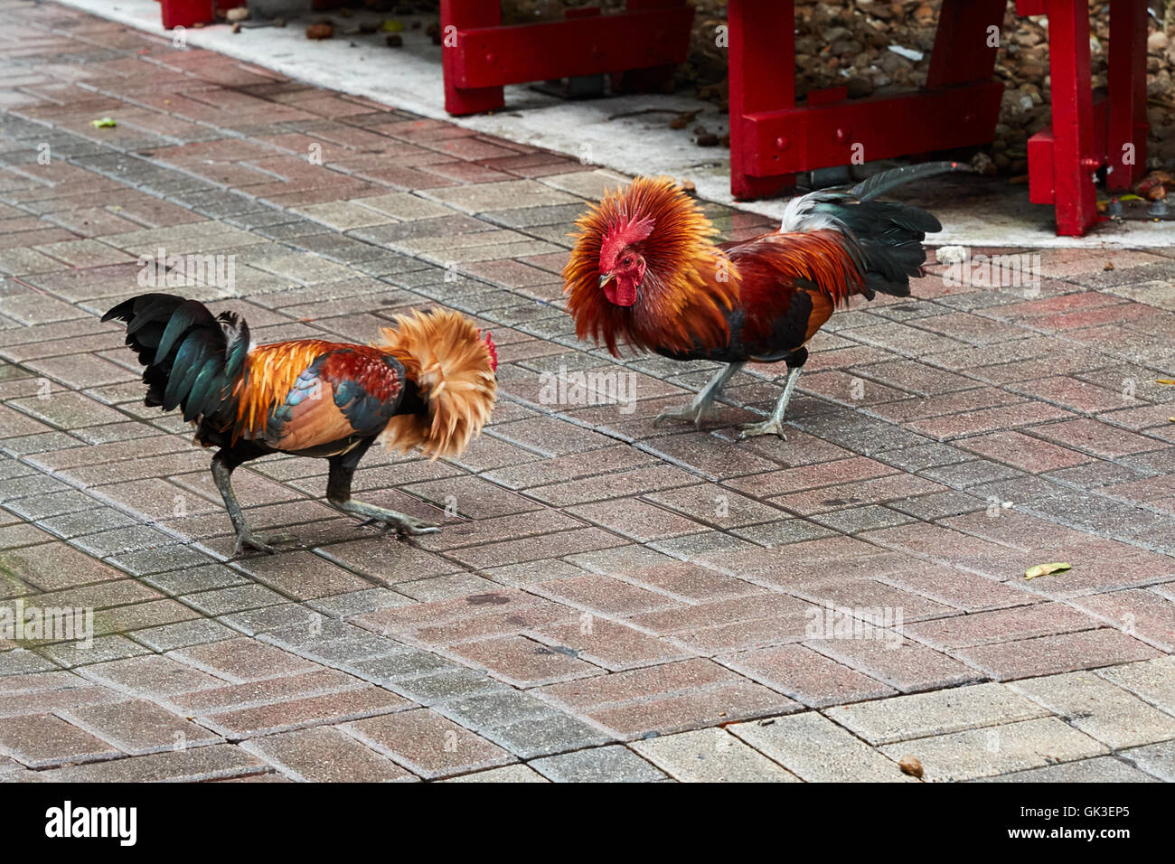 Two wild roosters fighting in the street in Key West Stock Photo