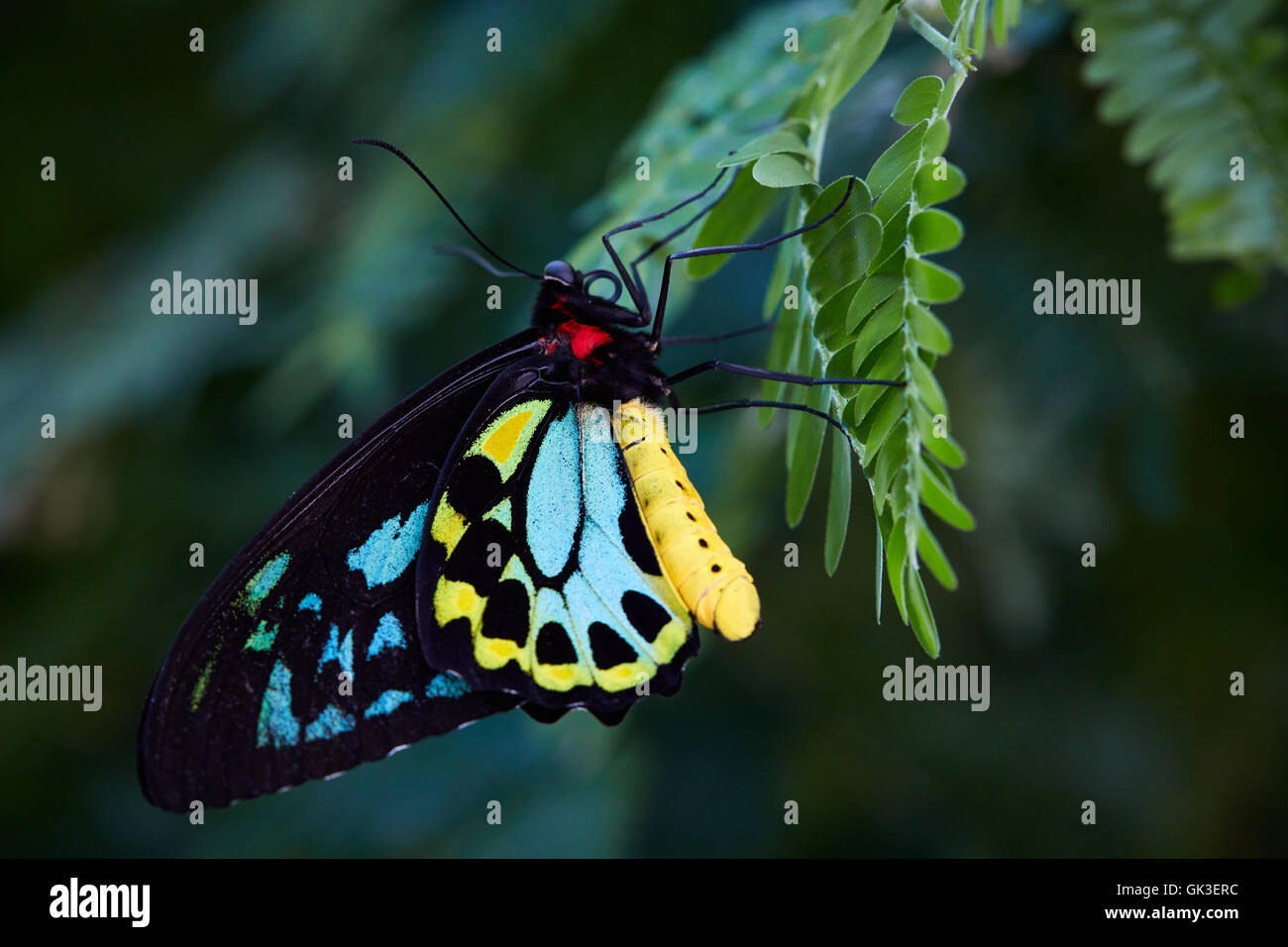 Richmond Birdwing butterfly Stock Photo Alamy