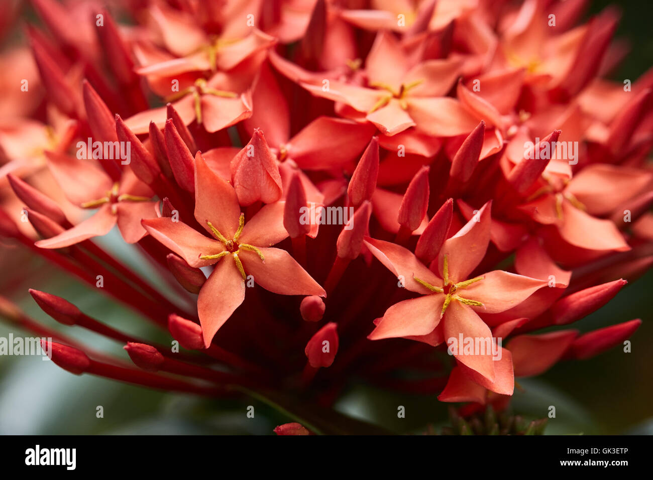 Closeup of West Indian Jasmine flowers Stock Photo