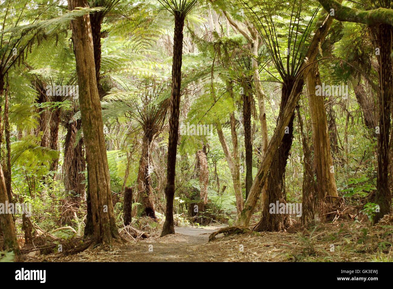 ferns in the jungles of new zealand Stock Photo