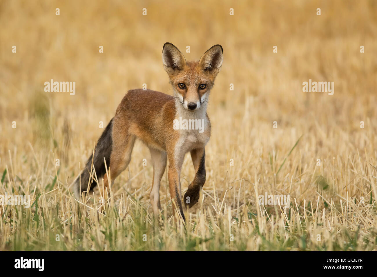 Red fox on alert hi-res stock photography and images - Alamy