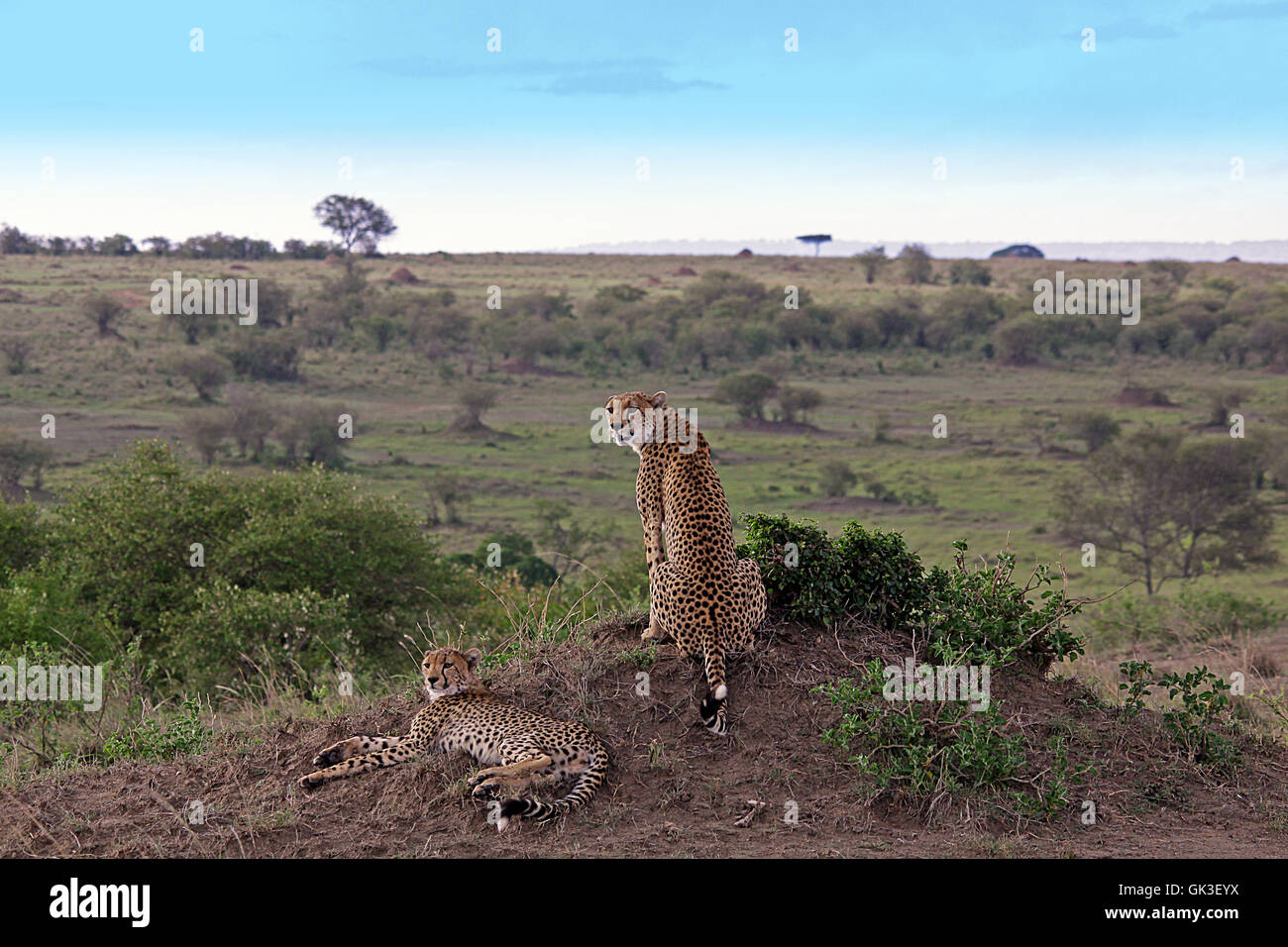 cheetah waiting for prey Stock Photo